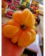 Tomato 'Northern Lights'