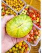 Tomato 'Pineapple Pig' 