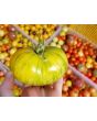 Tomato 'Pineapple Pig' 