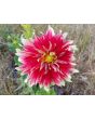 Dahlia, Mixed Colors