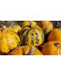 Pumpkin 'Kakai' Seeds (Certified Organic)