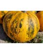 Pumpkin 'Kakai' Seeds (Certified Organic)