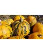 Pumpkin 'Kakai' Seeds (Certified Organic)