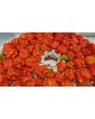 Hot Pepper ‘Carolina Reaper' 