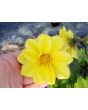 Dahlia, Mixed Colors