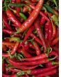 Hot Pepper ‘Long Red Cayenne’
