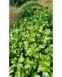 Parsley 'Giant of Italy' 