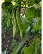 Snap Bean 'White Half Runner' 