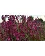 Wheatstraw Celosia ‘Flamingo Feather’
