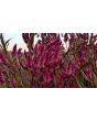 Wheatstraw Celosia ‘Flamingo Feather’