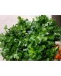 Parsley 'Giant of Italy' 