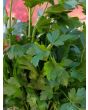 Parsley 'Giant of Italy' 