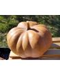 Pumpkin 'Cinderella' Seeds (Certified Organic) 
