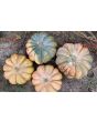 Pumpkin 'Cinderella' Seeds (Certified Organic) 