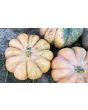 Pumpkin 'Cinderella' Seeds (Certified Organic) 