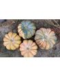 Pumpkin 'Cinderella' Seeds (Certified Organic) 