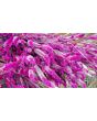 Wheatstraw Celosia ‘Flamingo Feather’