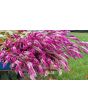 Wheatstraw Celosia ‘Flamingo Feather’