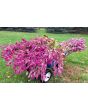 Wheatstraw Celosia ‘Flamingo Feather’