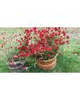 Globe Amaranth ‘Strawberry Fields’
