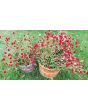 Globe Amaranth ‘Strawberry Fields’