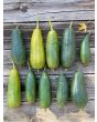 Gourd 'Sponge Luffa'