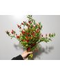 Hot Pepper ‘NuMex Twilight’ 
