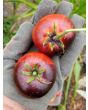 Tomato 'Indigo Apple'