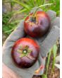 Tomato 'Indigo Apple'