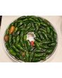 Hot Pepper ‘Traveler Jalapeno' 