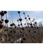 Lion's Ear AKA Devil's Pincushion