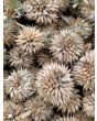 Lion's Ear AKA Devil's Pincushion