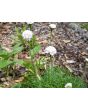 Sea Thrift 'Alba' Seeds (Certified Organic)