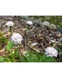 Sea Thrift 'Alba' Seeds (Certified Organic)