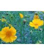 Lance-Leaved Coreopsis