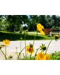 Lance-Leaved Coreopsis