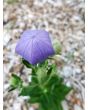 Balloon Flower 'Sentimental Blue' 