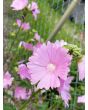 Tree Mallow 'Rosea' 