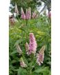 Speedwell ‘First Love’ 
