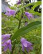 Ladybells 