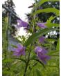 Ladybells 