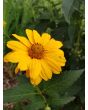 Ox-Eye Sunflower