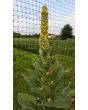 Common Mullein