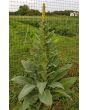 Common Mullein
