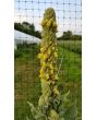 Common Mullein