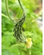 Bitter Melon 'Mix' Seeds (Certified Organic)