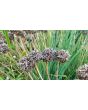 Chives, Common
