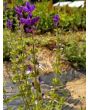 Salvia 'Blue Denim'