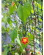 Morning Glory Scarlet Creeper 'Sunspots' 
