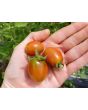 Tomato 'Cherry Roma Grape' 